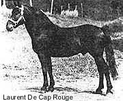 Laurent De Cap Rouge, foaled 1927